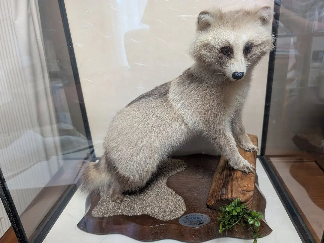 2026年最新】剥製 たぬきの人気アイテム - メルカリ