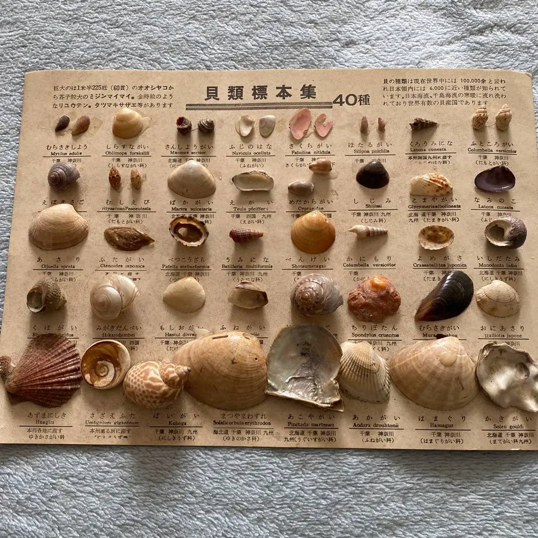 2026年最新】深海魚 標本の人気アイテム - メルカリ