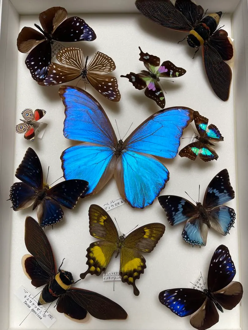 2026年最新】ディディウスモルフォの人気アイテム - メルカリ