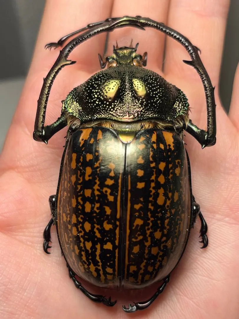 2026年最新】テナガコガネ 標本の人気アイテム - メルカリ