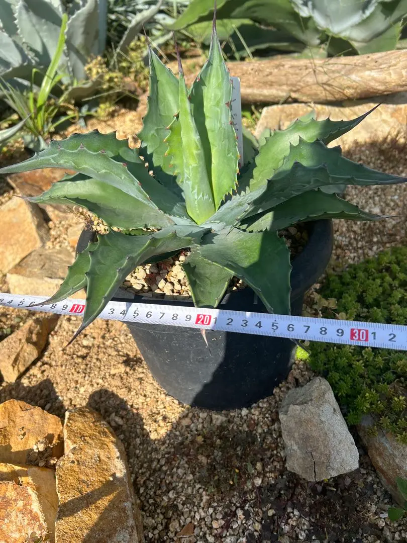 2026年最新】アガベ ブルーベルジャイアントの人気アイテム - メルカリ