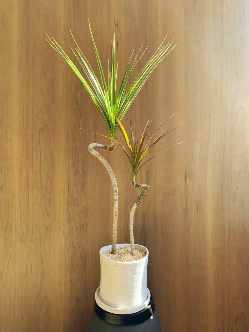 2026年最新】ドラセナ レインボーの人気アイテム - メルカリ