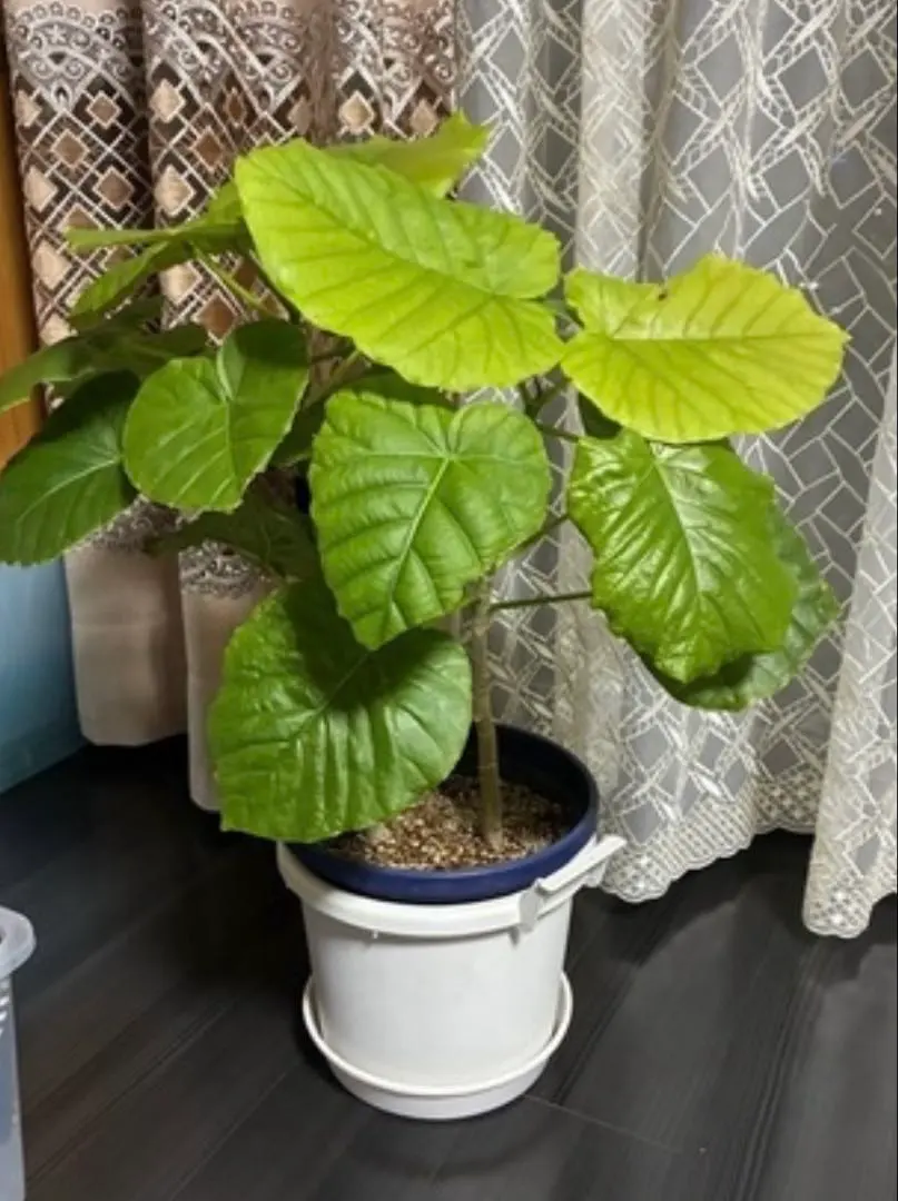 2026年最新】ウンベラータ 引き取りの人気アイテム - メルカリ