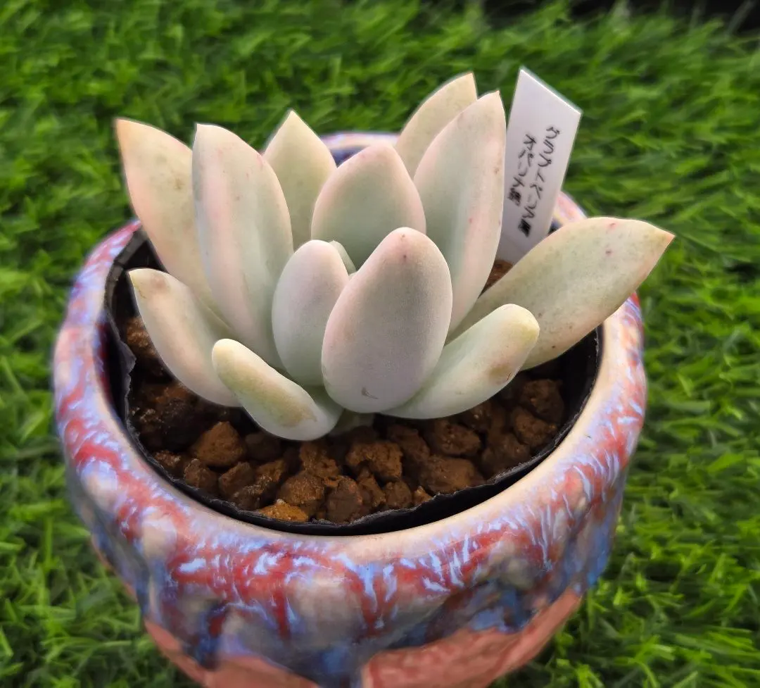 2026年最新】オパリナ錦の人気アイテム - メルカリ