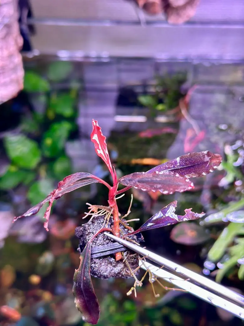 2026年最新】bucephalandra sp. ghost kalimantanの人気アイテム