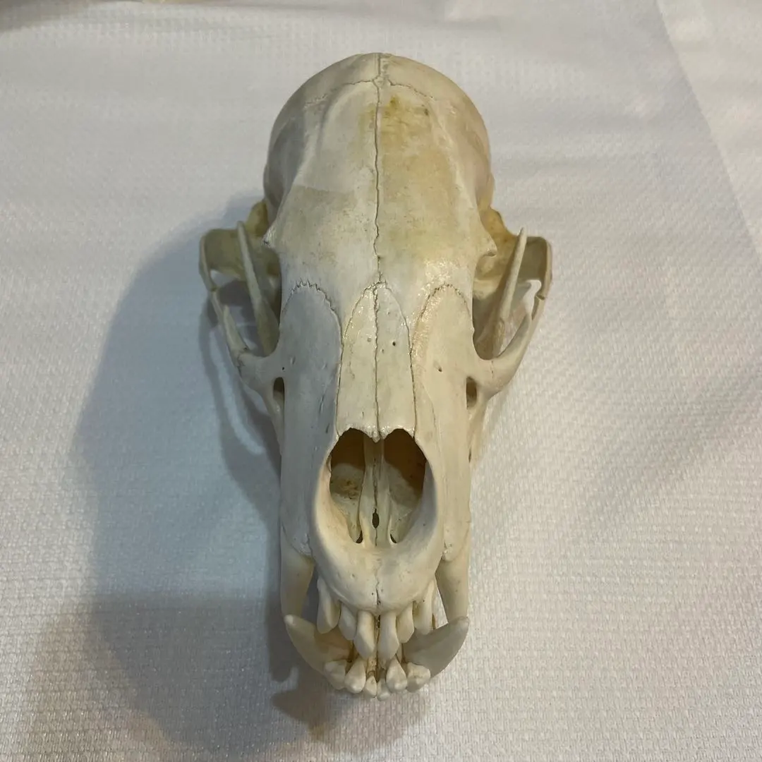 2026年最新】ツキノワグマ 骨の人気アイテム - メルカリ