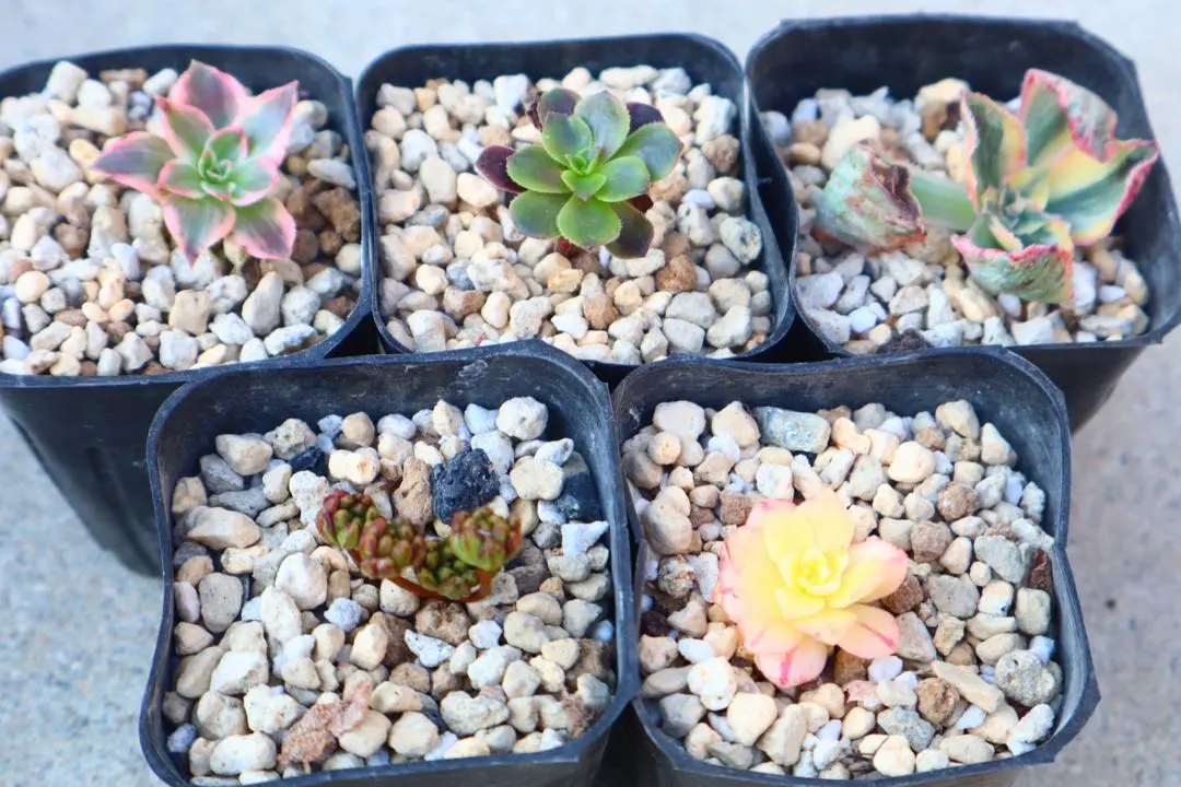 2026年最新】ブロンズメダル錦の人気アイテム - メルカリ