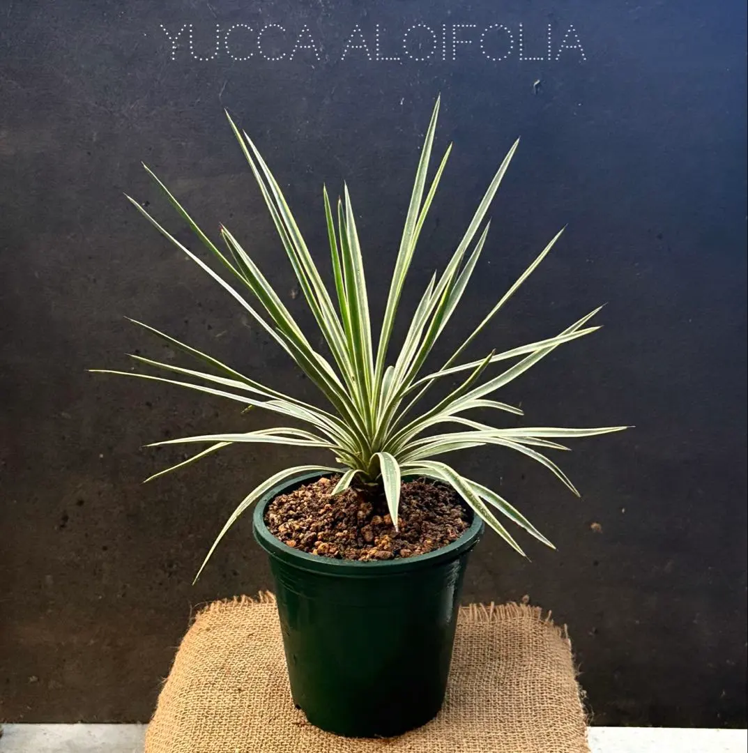 2026年最新】ユッカ アロイフォリア バリエガータの人気アイテム