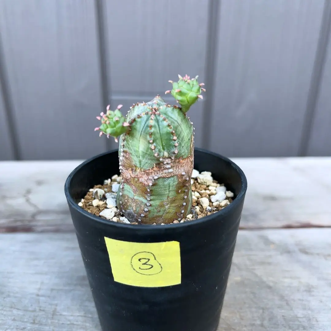 2026年最新】プセウドグロボーサの人気アイテム - メルカリ