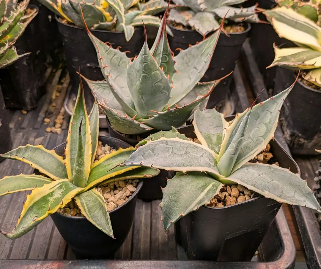 2026年最新】アガベ パラサナ インプレッショニストの人気アイテム