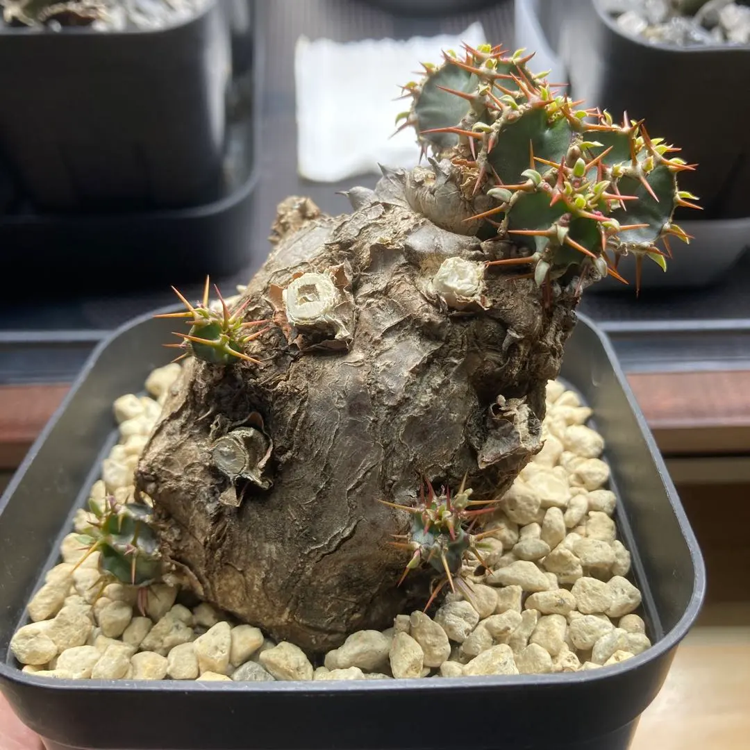 2026年最新】ユーフォルビア ムランジーナの人気アイテム - メルカリ