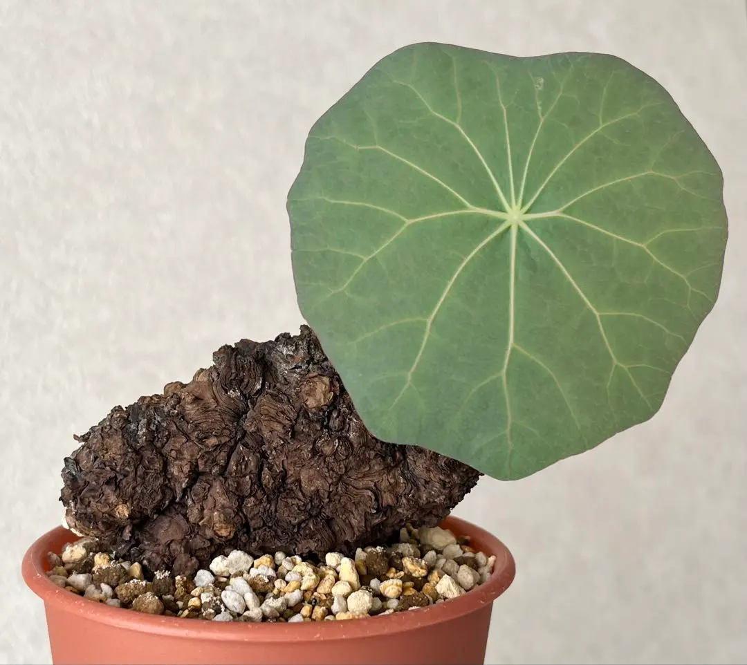 2026年最新】ステファニア カウィーサキーの人気アイテム - メルカリ