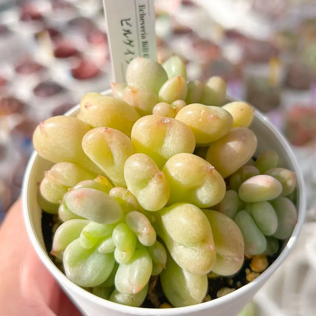 2026年最新】オパリナ錦の人気アイテム - メルカリ