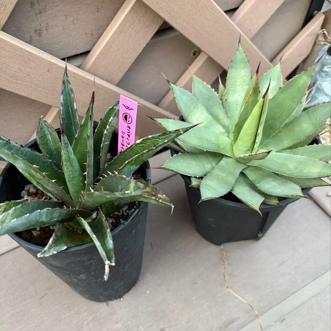 2026年最新】ショータイム アガベの人気アイテム - メルカリ