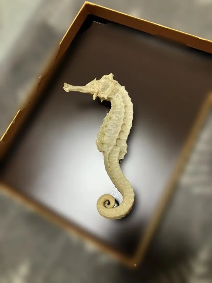 2026年最新】タツノオトシゴ標本の人気アイテム - メルカリ