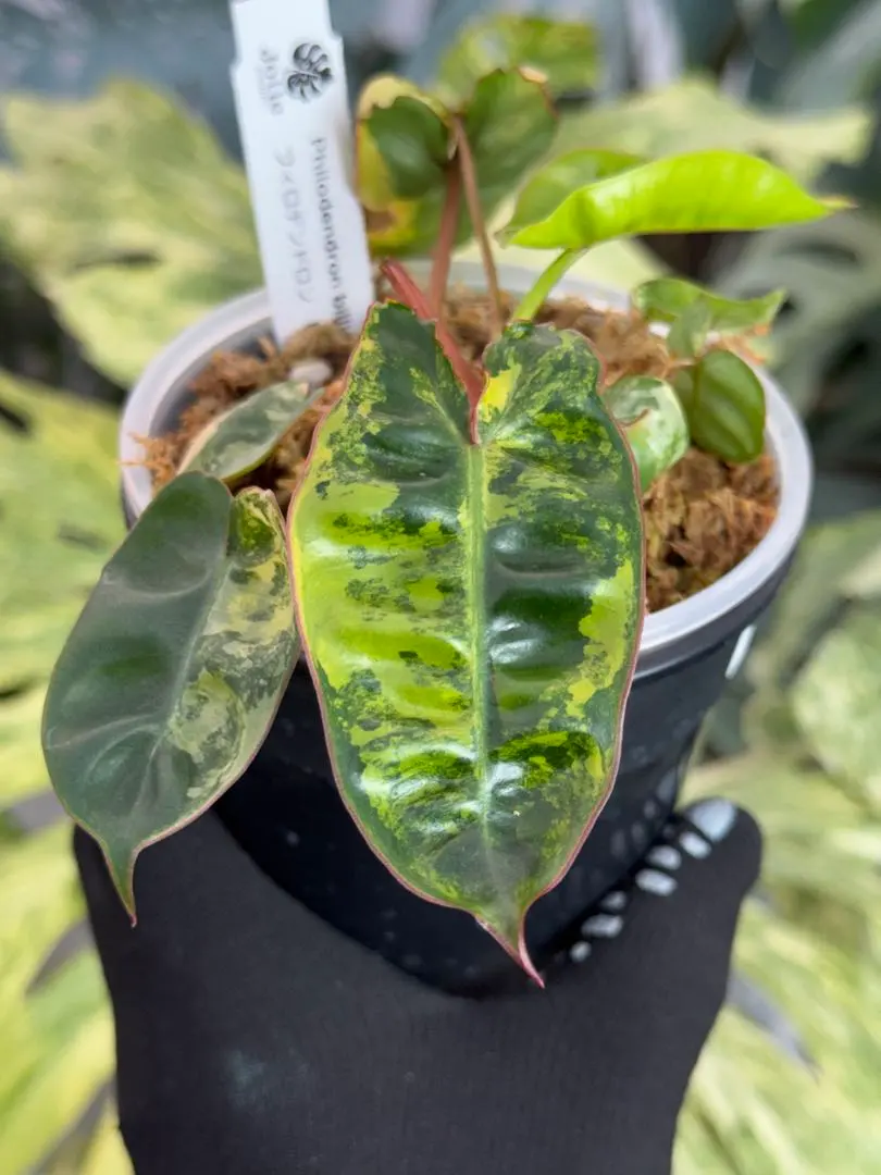 2026年最新】フィロデンドロン ビレッティア 斑入りの人気アイテム