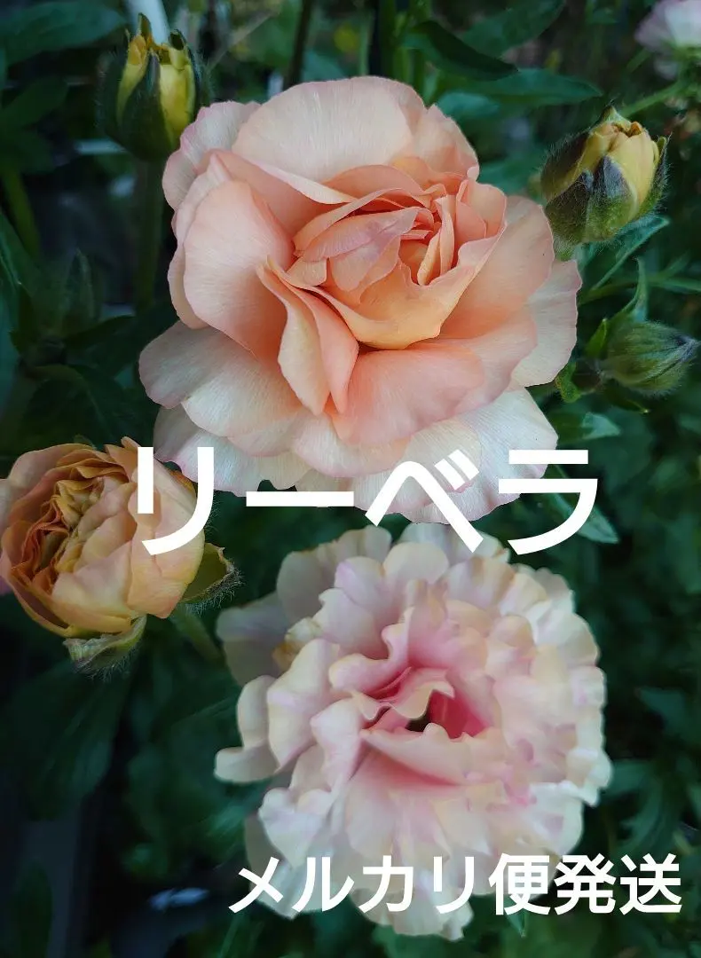2026年最新】ラナンキュラスラックス リーベラの人気アイテム - メルカリ