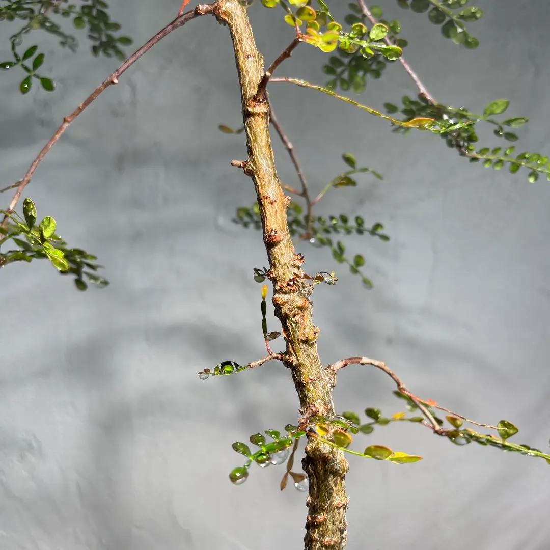 2026年最新】オペルクリカリア デカリーの人気アイテム - メルカリ