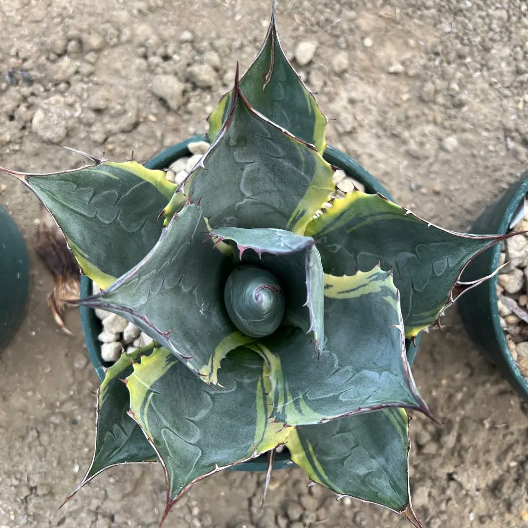 2026年最新】オバティサナの人気アイテム - メルカリ