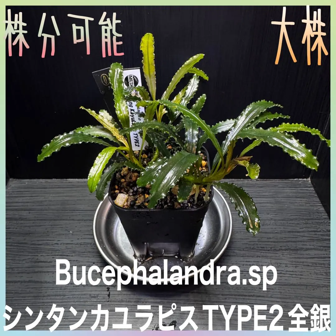 2026年最新】ブセファランドラ カユラピスの人気アイテム - メルカリ