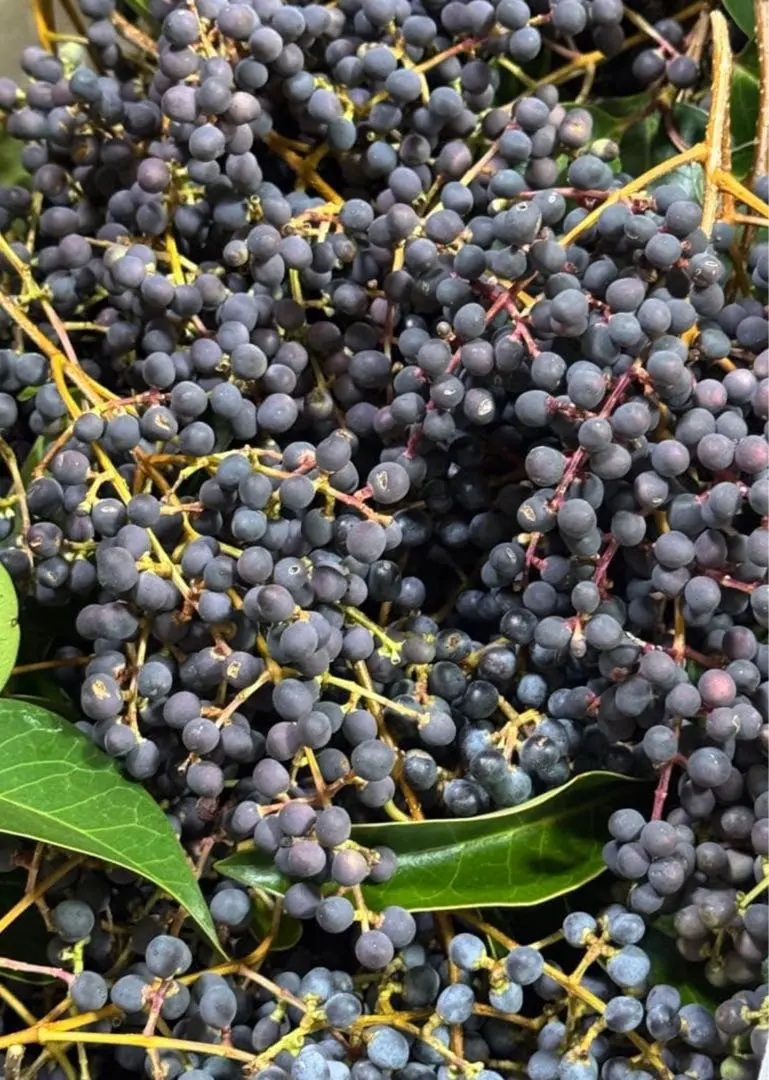 2026年最新】トウネズミモチの実の人気アイテム - メルカリ