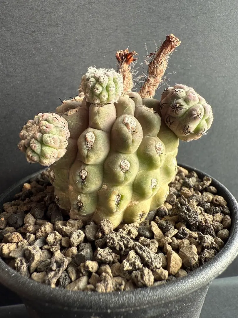 2026年最新】エリオシケ ナピナの人気アイテム - メルカリ