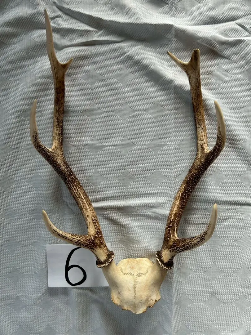 2026年最新】鹿の頭骨の人気アイテム - メルカリ