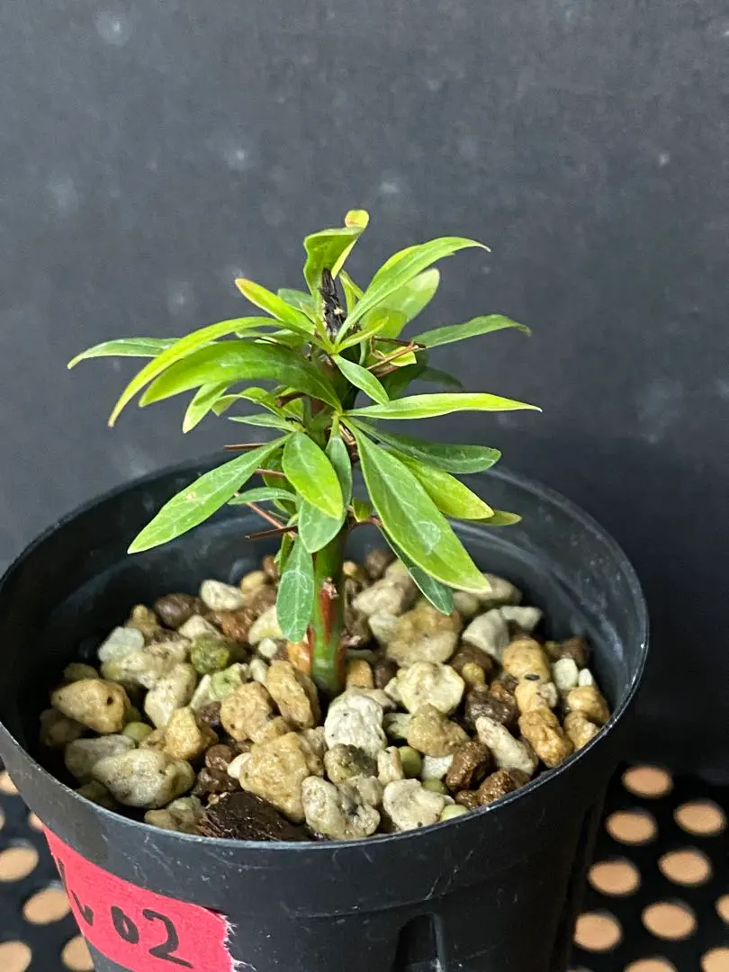 2026年最新】プルプシー 挿木の人気アイテム - メルカリ