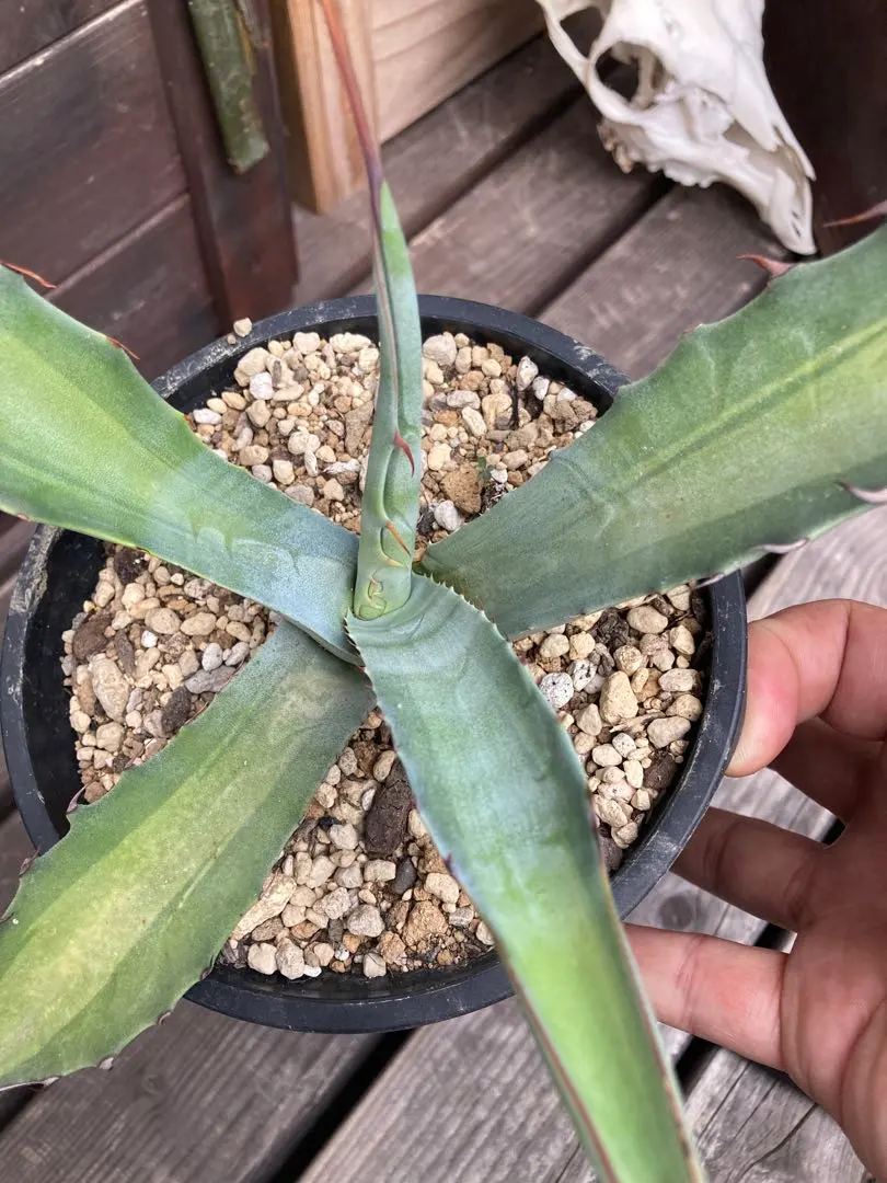 2026年最新】スカブラ錦の人気アイテム - メルカリ