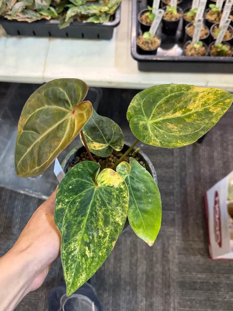 2026年最新】アンスリウムミッシェルの人気アイテム - メルカリ