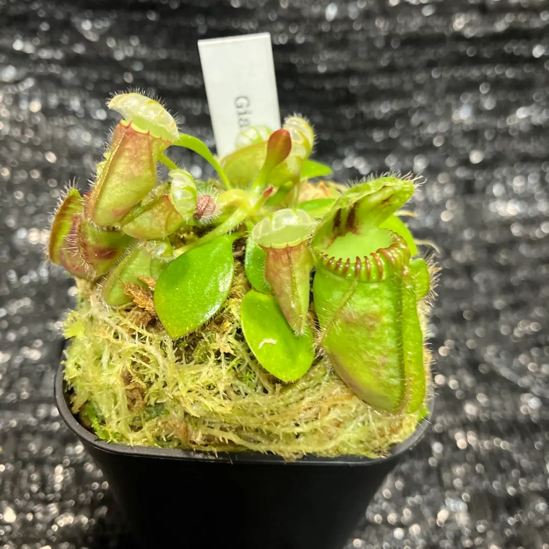 2026年最新】セファロタス ジャイアントの人気アイテム - メルカリ