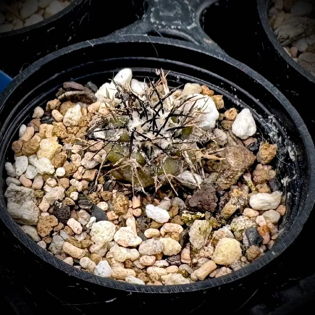 2026年最新】コピアポア 栗星玉の人気アイテム - メルカリ