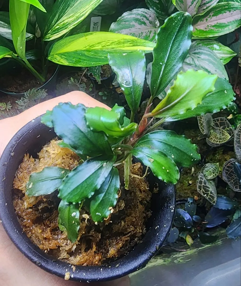 2026年最新】ブセファランドラ ゴースト2016の人気アイテム - メルカリ