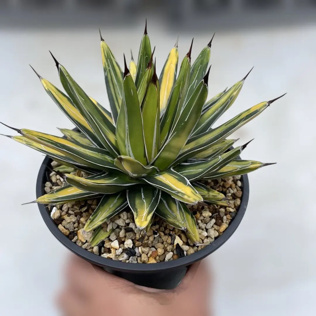 2026年最新】サンキング アガベの人気アイテム - メルカリ