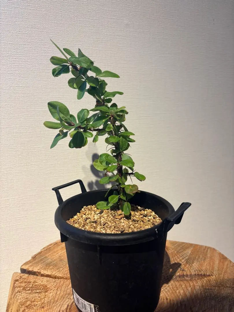 m89367822325_1.jpg?1769205535