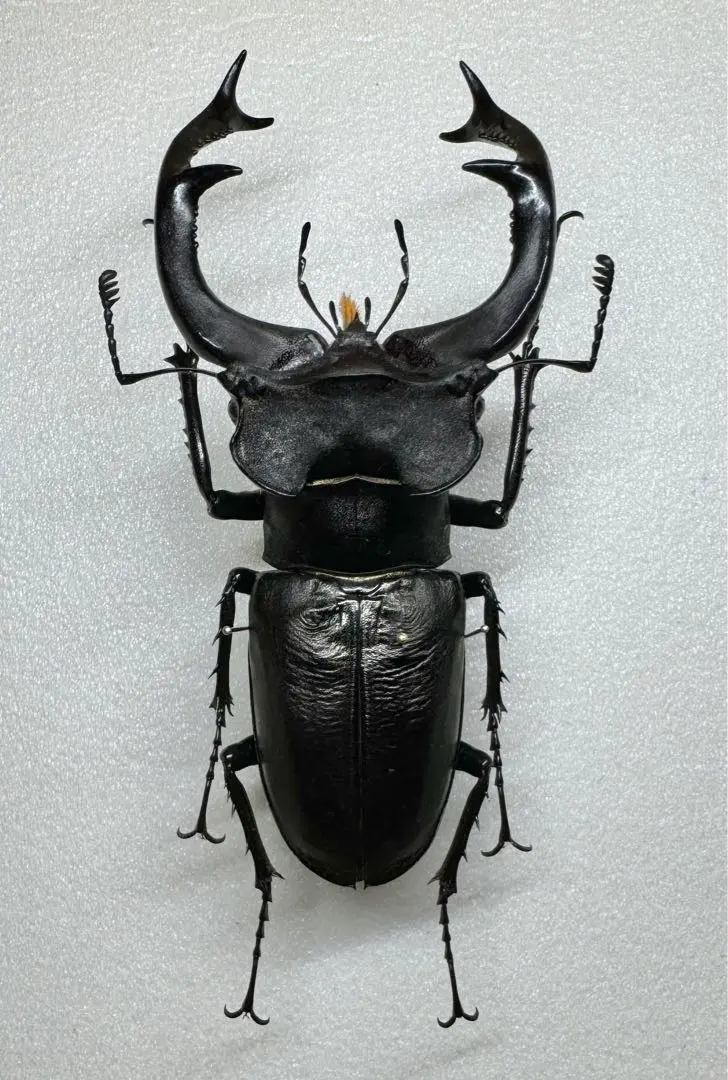 2026年最新】ユダイクスミヤマの人気アイテム - メルカリ