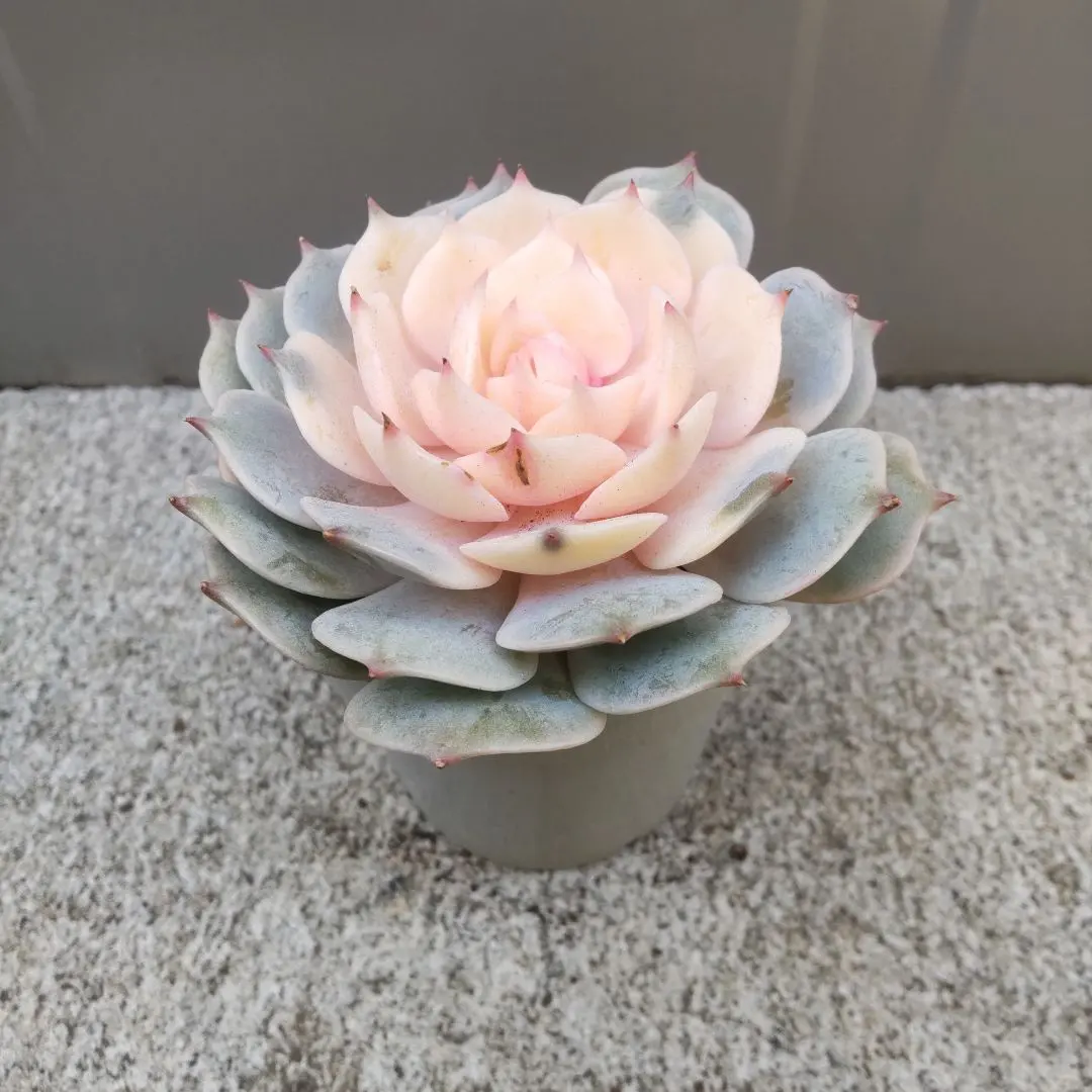 2026年最新】多肉 ローラ錦の人気アイテム - メルカリ