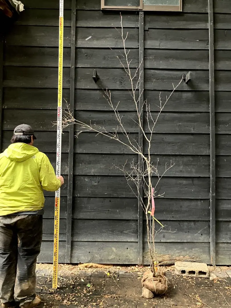 2026年最新】山採り ミツバツツジの人気アイテム - メルカリ