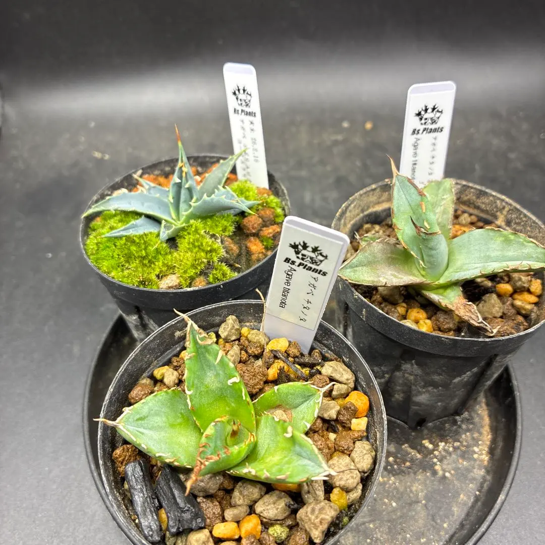 2026年最新】エボリスピナ コークスクリューの人気アイテム - メルカリ