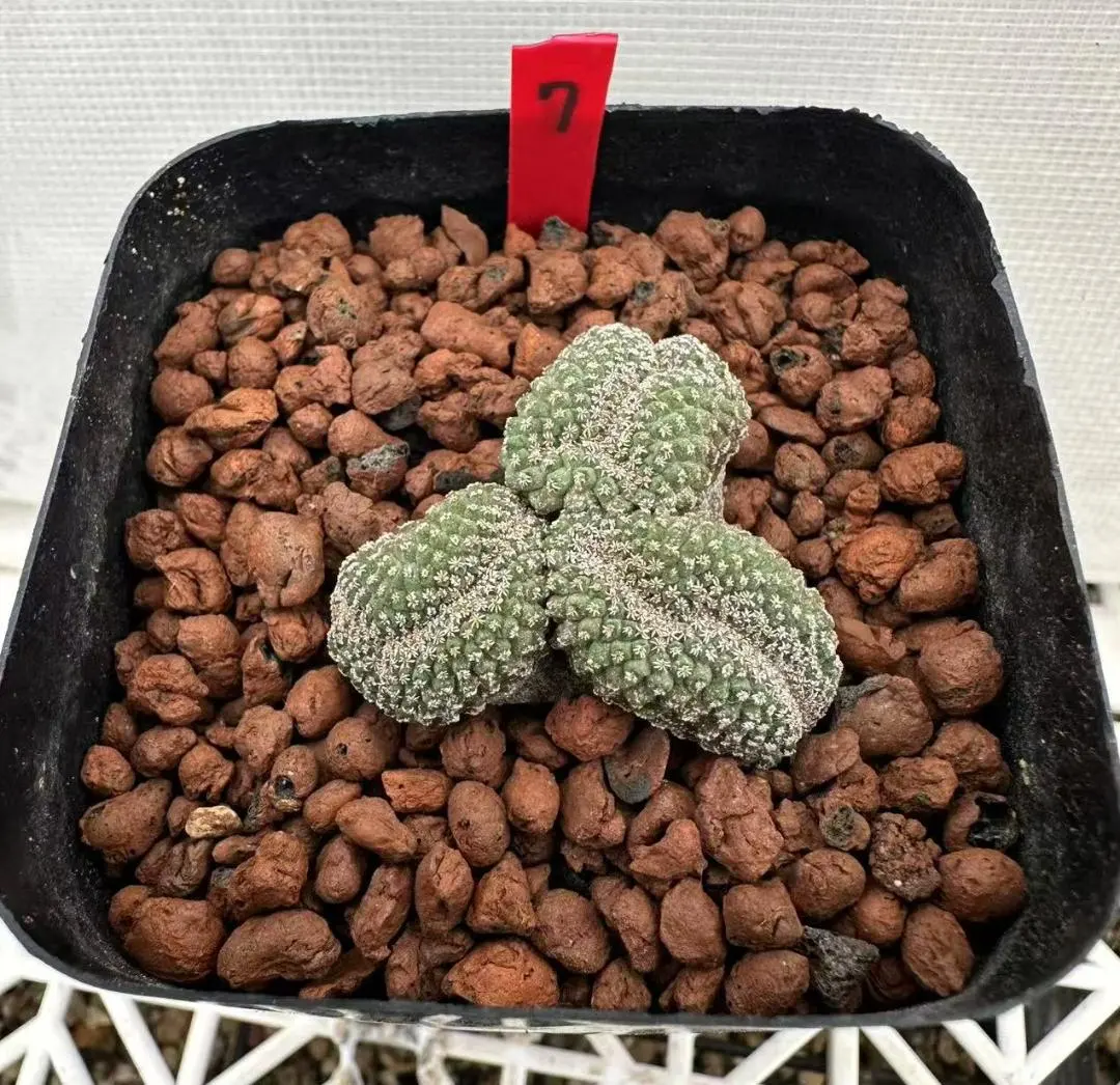 2026年最新】菊水綴化の人気アイテム - メルカリ