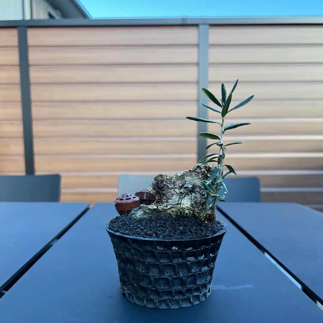 2026年最新】earnest hearts アーネストハーツ鉢の人気アイテム - メルカリ