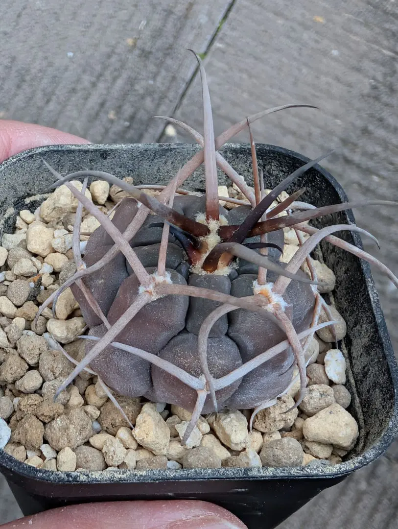 2026年最新】守金魔天竜の人気アイテム - メルカリ