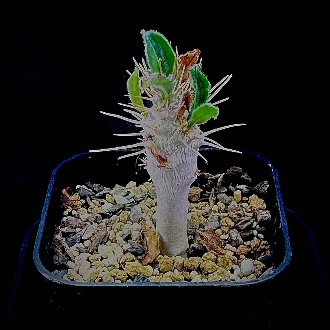 2026年最新】サンデルシー パキポディウムの人気アイテム - メルカリ