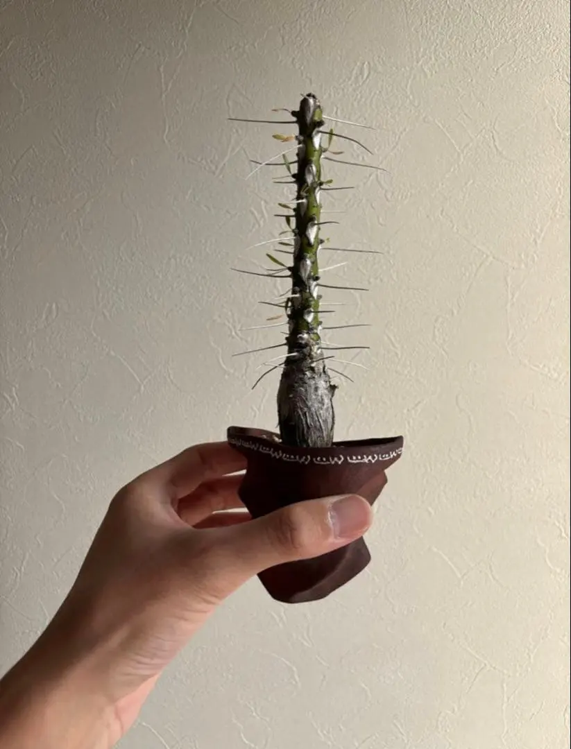 2026年最新】たけろうポットちぎりの人気アイテム - メルカリ