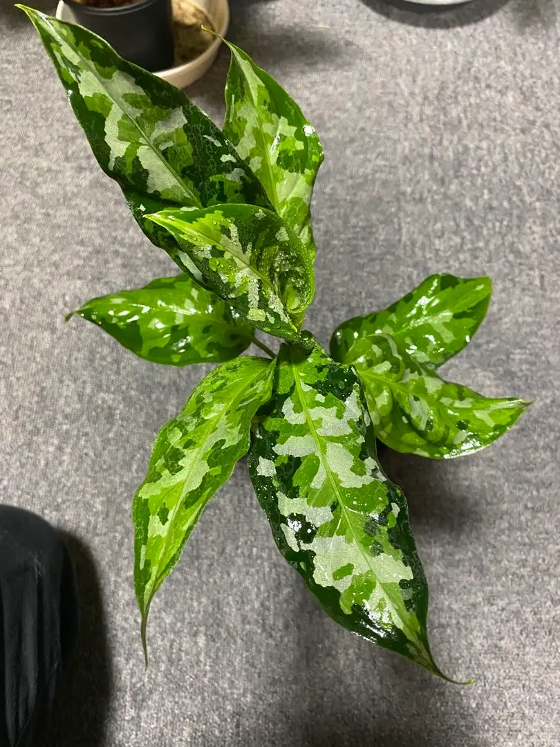 2026年最新】アグラオネマ ピクタム マルチカラーの人気アイテム