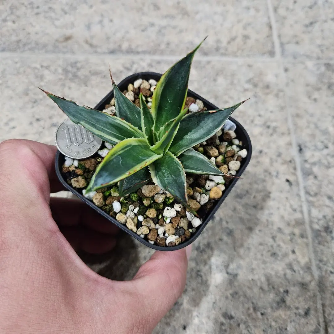 2026年最新】サングロー アガベの人気アイテム - メルカリ