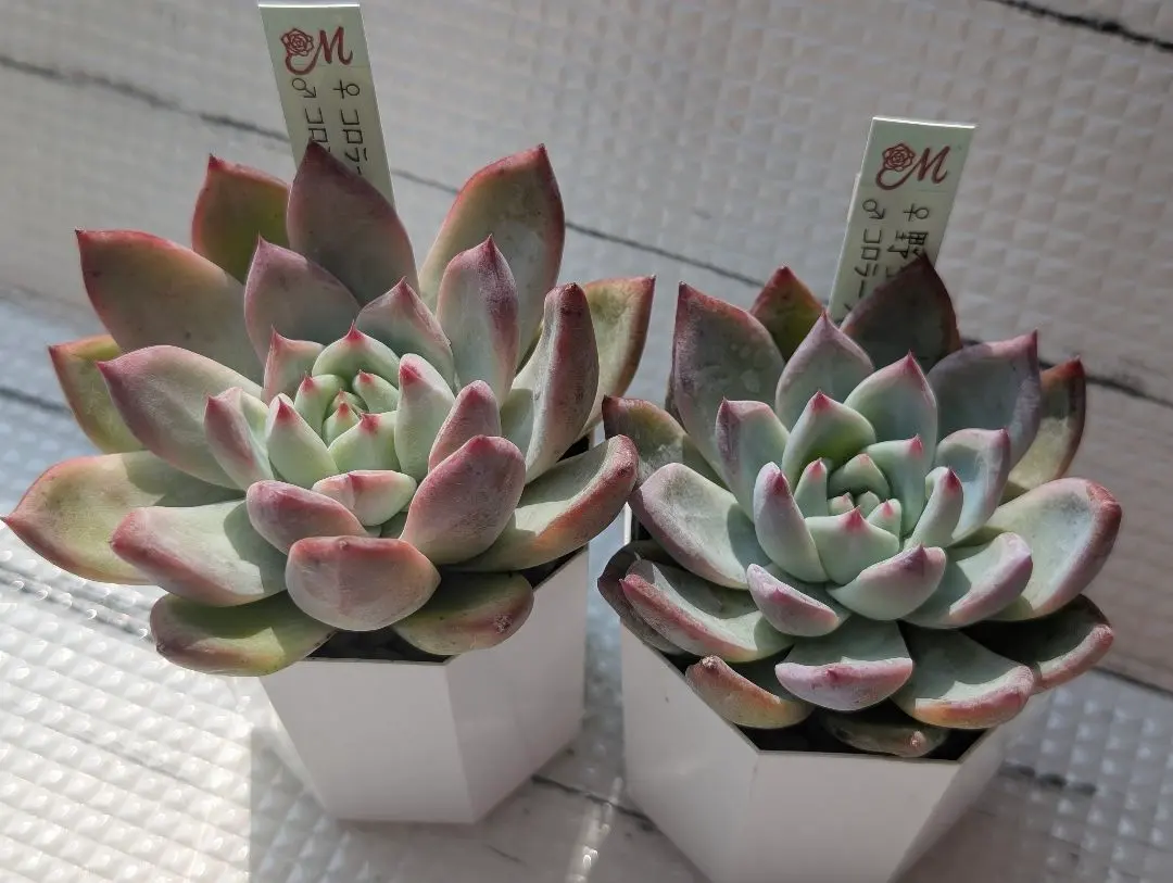 2026年最新】mさん苗コロラータの人気アイテム - メルカリ