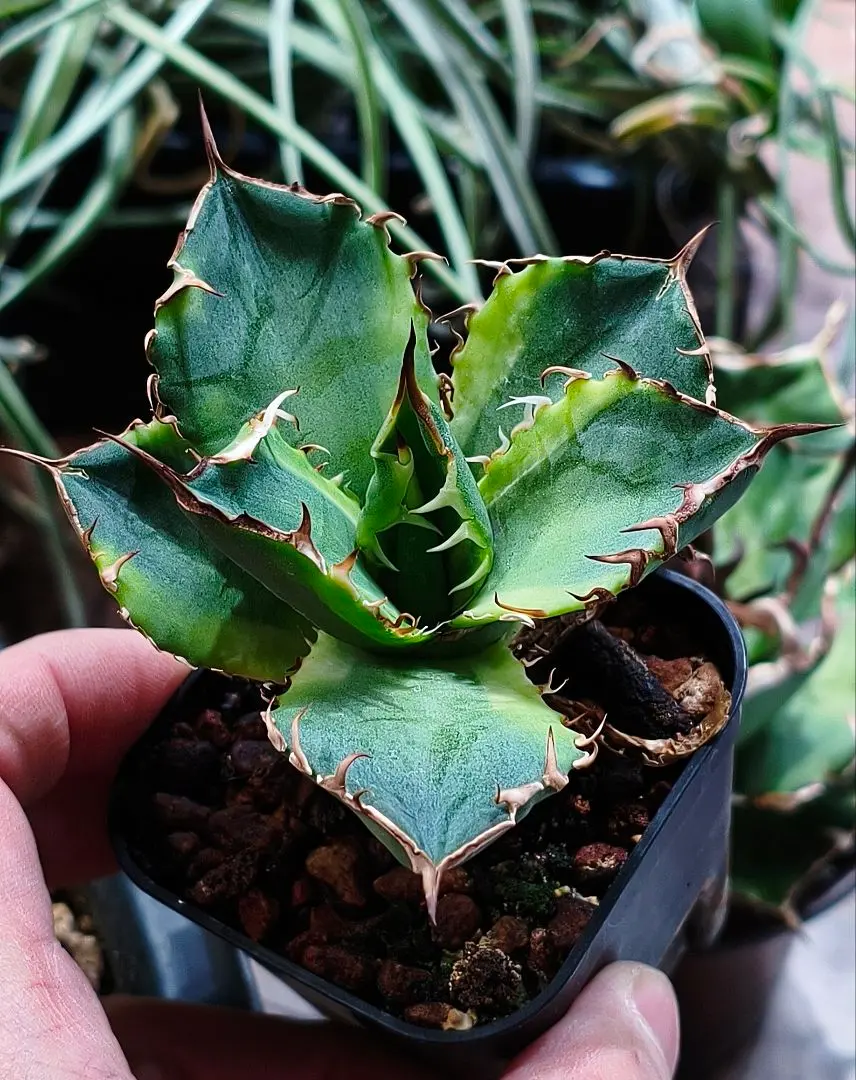 2026年最新】アガベ ナンバーワン錦の人気アイテム - メルカリ