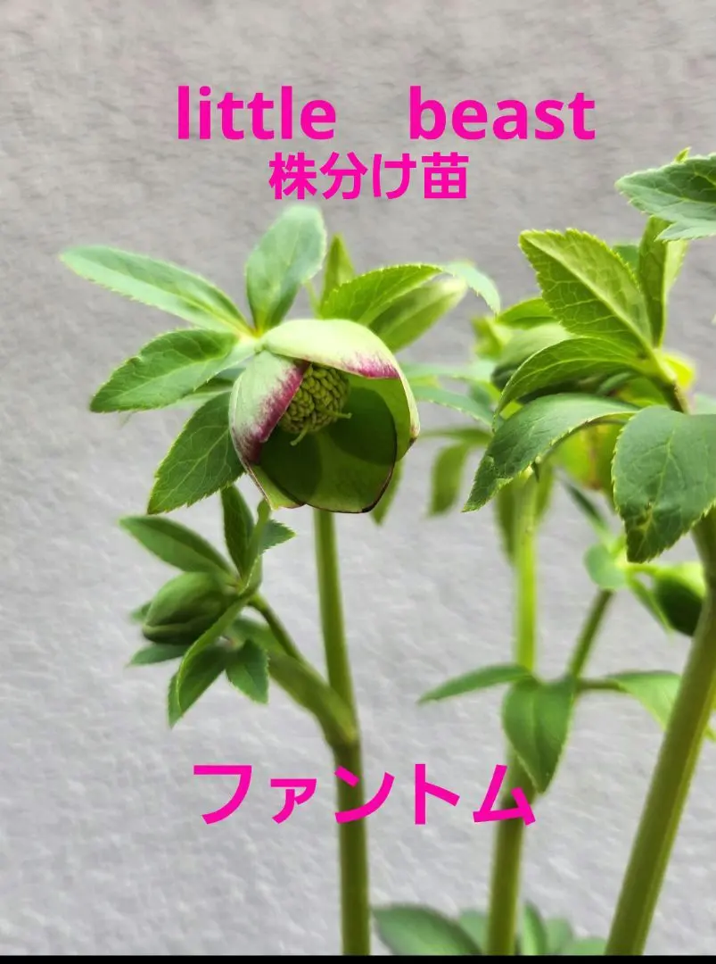 2026年最新】クリスマスローズリトルビーストの人気アイテム - メルカリ