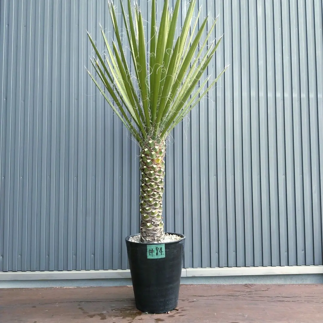 2026年最新】ユッカフィリフェラの人気アイテム - メルカリ